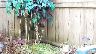 Back Garden Shit 1, ScatKings.com Scat Porn 7 ScatKings.com Scat Porn